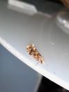 Montescardia tessulatella