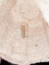 Dichomeris limosella