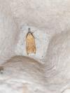 Dichomeris limosella