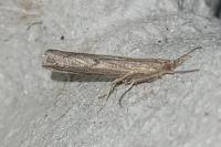Pediasia contaminella