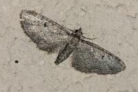 Eupithecia virgaureata
