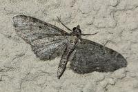 Eupithecia virgaureata