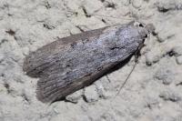 Lamoria anella