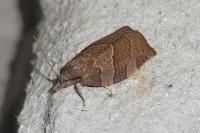 Pandemis heparana