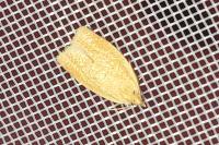 Clepsis consimilana