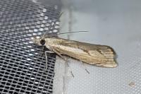 Agriphila geniculea