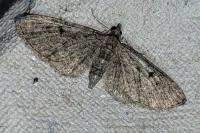 Eupithecia virgaureata