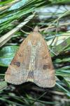 Noctua interposita