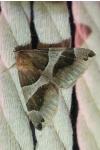 Dysgonia algira