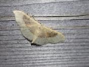 Idaea degeneraria