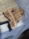 Amphipyra berbera svenssoni