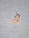 Mythimna vitellina
