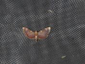 Hypsopygia costalis