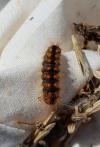 Acronicta auricoma