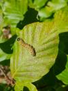 Phalera bucephala