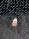 Acleris variegana