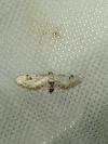 Eupithecia centaureata