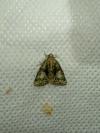Cryphia algae