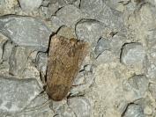 Luperina testacea