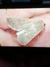 Hoplodrina ambigua