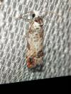 Eucosma campoliliana