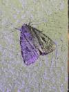 Amphipyra pyramidea