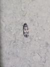 Oegoconia