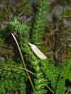 Agriphila inquinatella