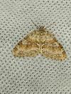 Nothocasis sertata