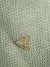 Nola aerugula