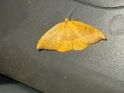 Watsonalla cultraria
