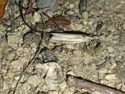 Agriphila tristella