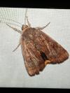 Noctua janthe/janthina