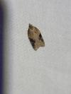 Acleris laterana