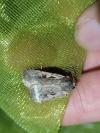 Xestia agathina