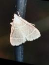 Hypsopygia glaucinalis
