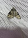 Thera vetustata