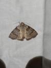 Cymatophorina diluta