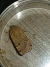 Noctua orbona