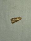 Acrobasis tumidana
