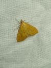 Anania crocealis