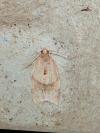 Clepsis consimilana