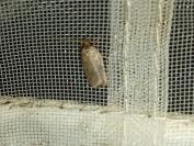 Agonopterix ciliella/heracliana