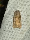 Agrotis segetum