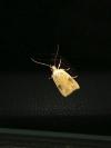 Agonopterix nervosa