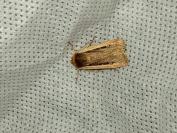Ochropleura leucogaster