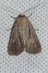 Eupsilia transversa