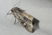 Xylena solidaginis