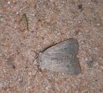 Xestia castanea