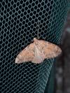 Thera obeliscata